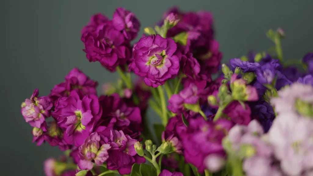 Stock flowers for weddings and events