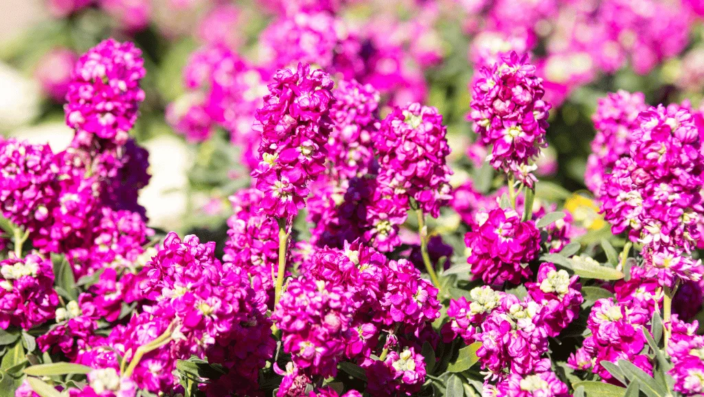 Stock flowers in floral arrangements