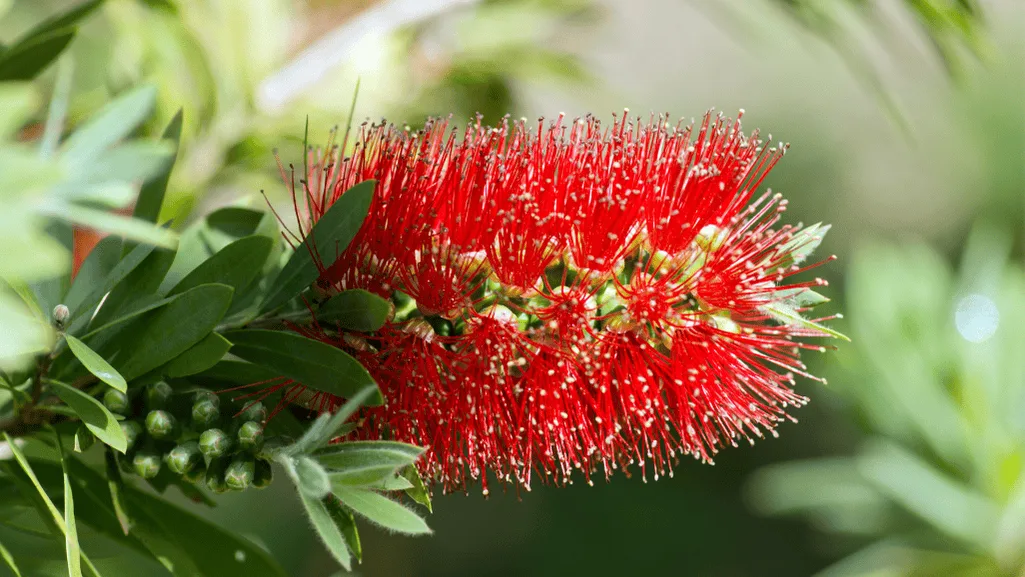 Stunning floral displays of tree callistemon
