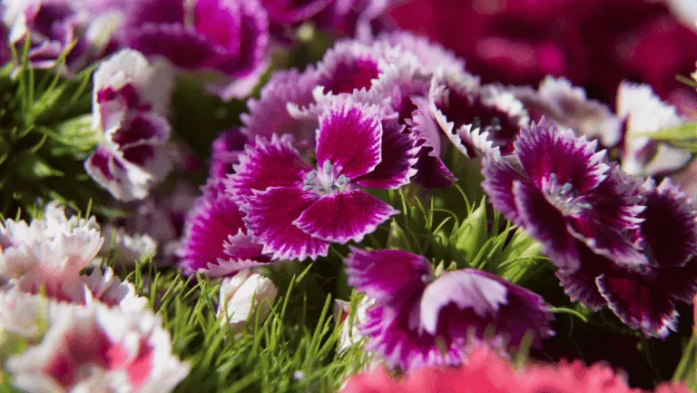 Sweet William: Vibrant Beauty for Your Garden 1 Sweet William