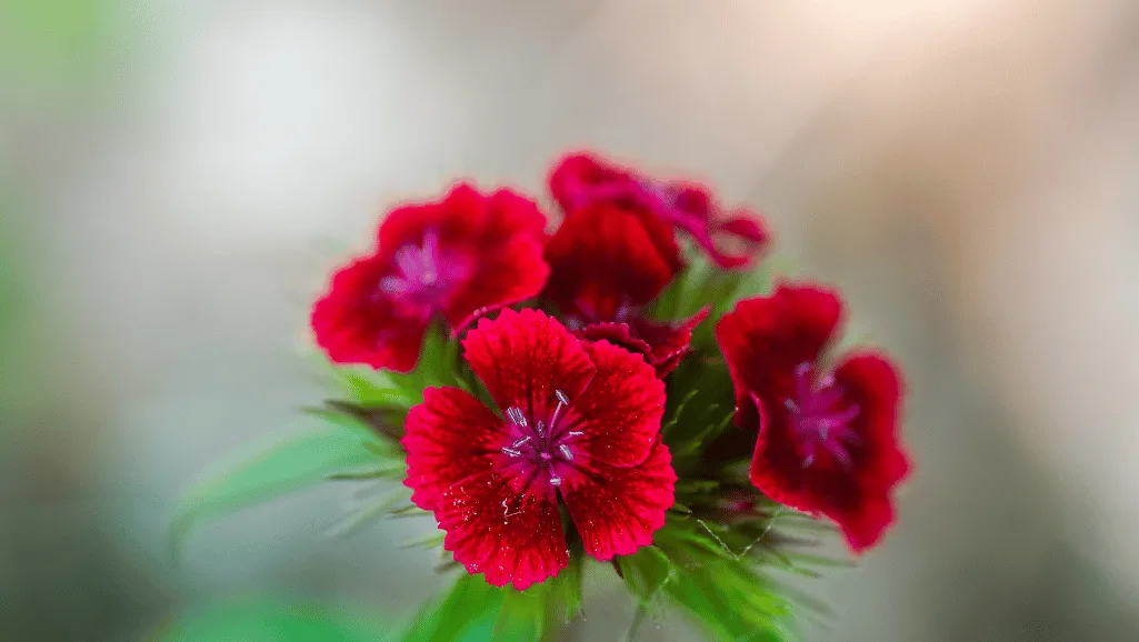 Sweet William attracting pollinators