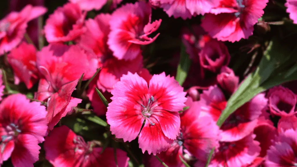 Sweet William flower symbolism