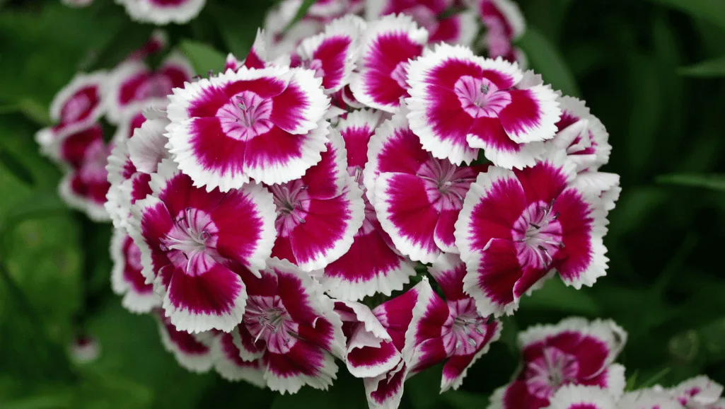 Sweet William in floral design