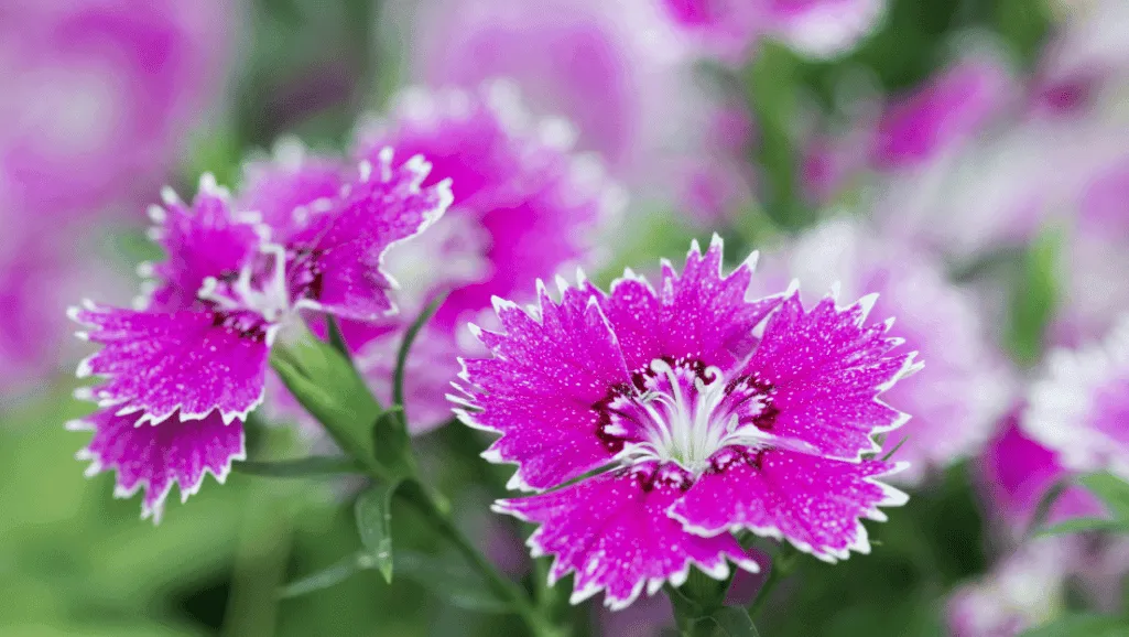 Sweet William's extended blooming period