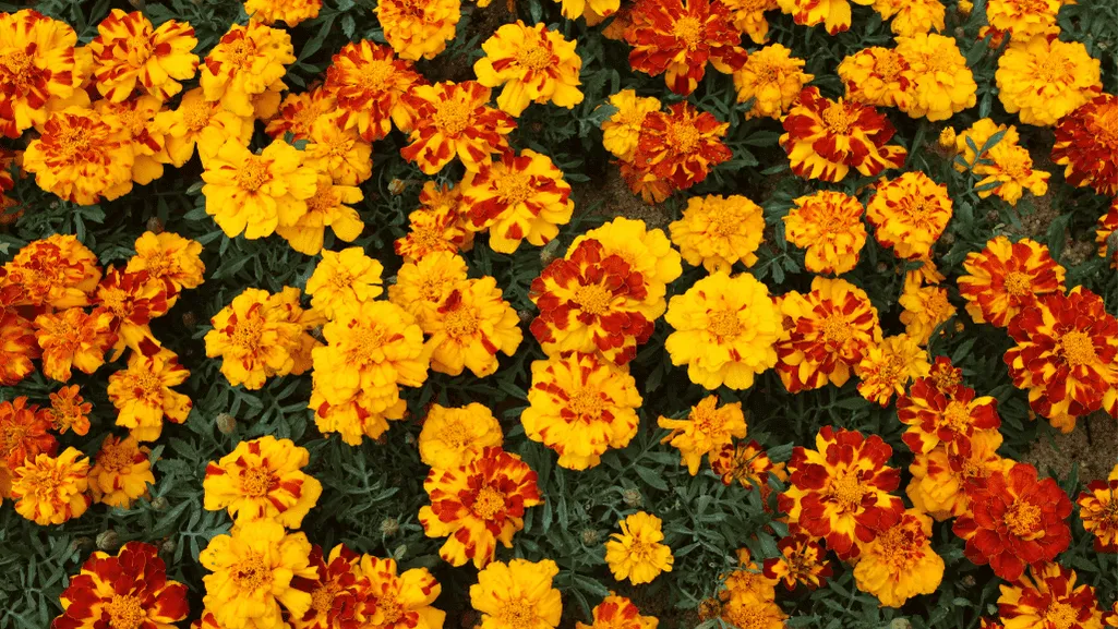 Tagetes Varieties
