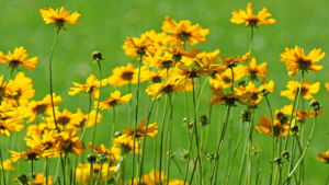 Tickseed