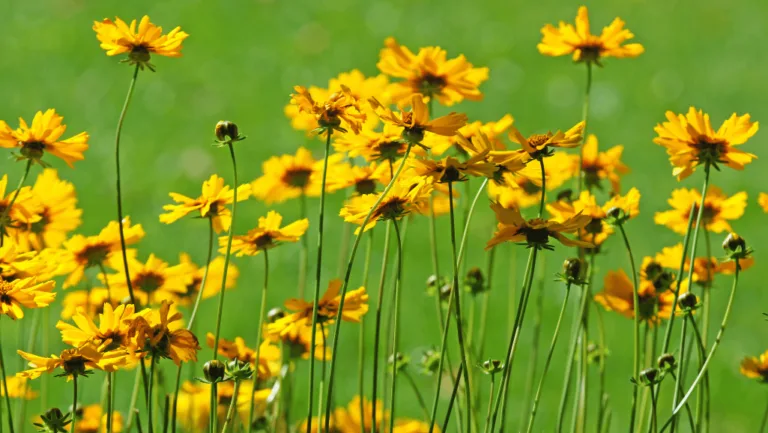 Tickseed: Vibrant Blooms for Your Garden Paradise 8 Tickseed