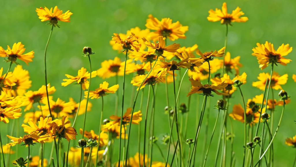 Tickseed: Vibrant Blooms for Your Garden Paradise 1 Tickseed