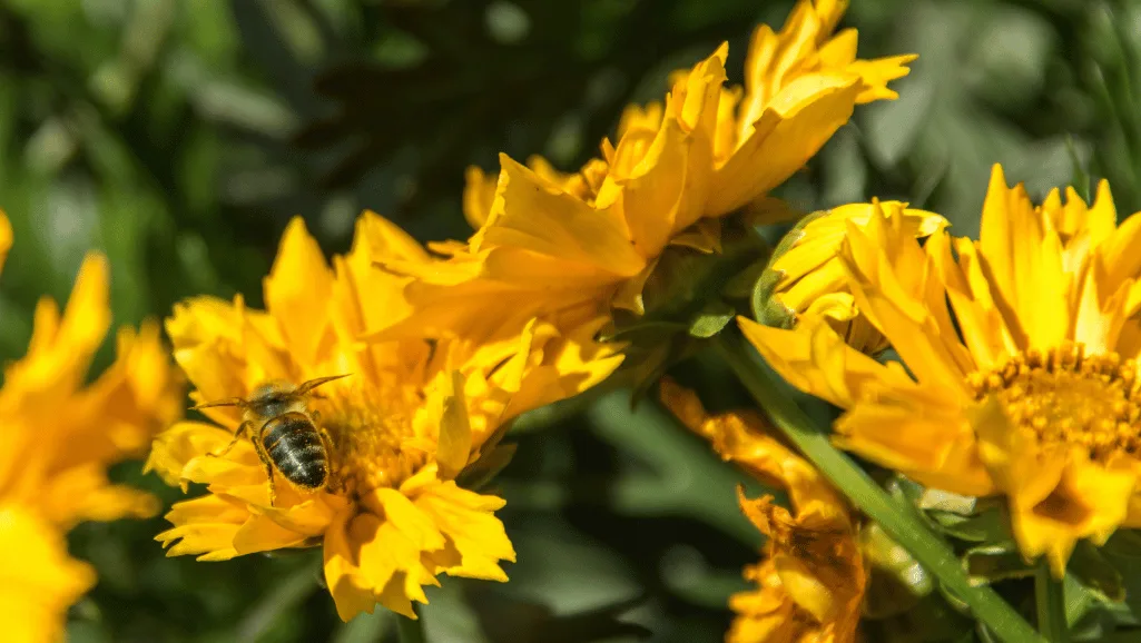 Tickseed attracting pollinators