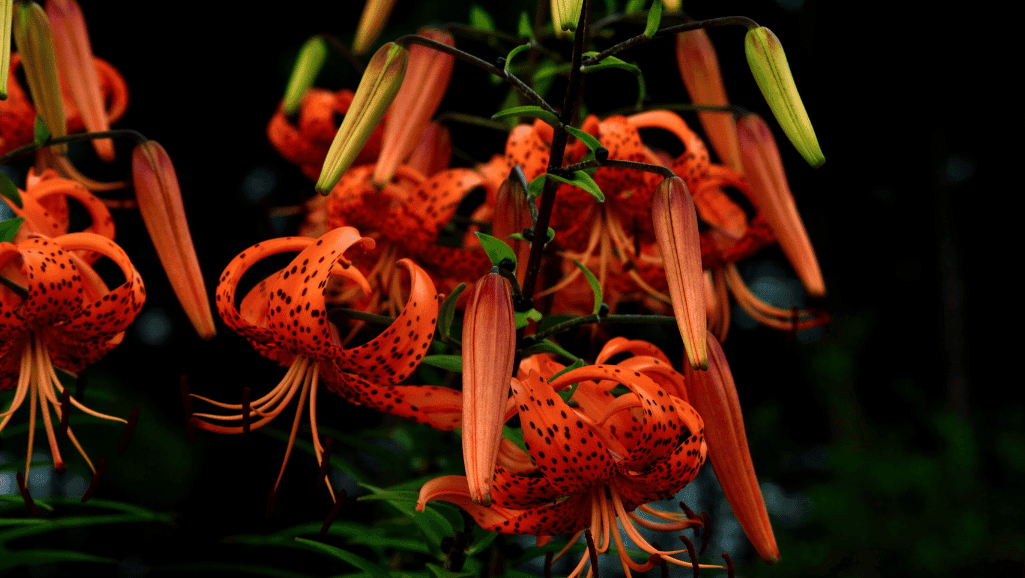 Tiger Lilies