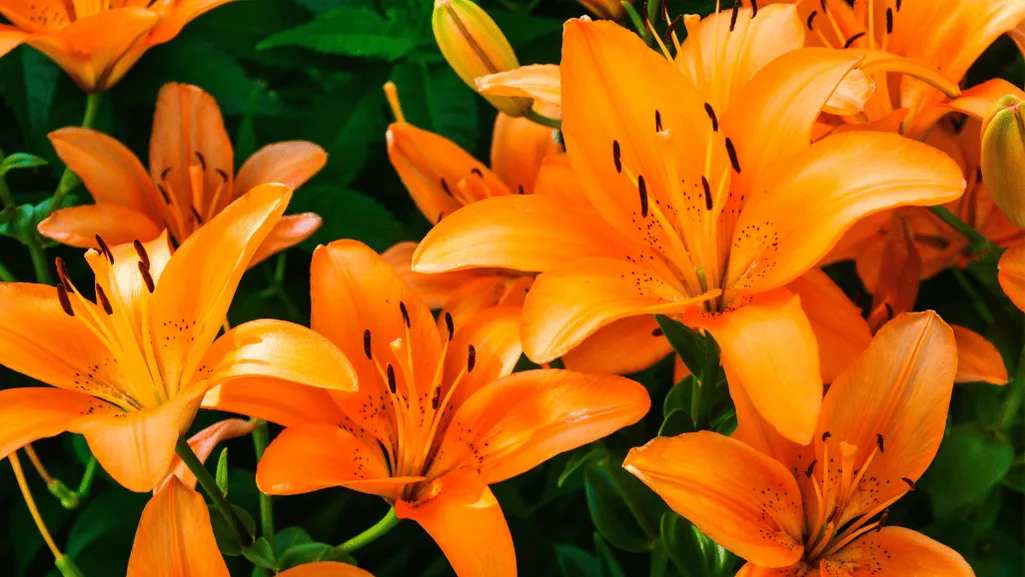 Discover the Majestic Beauty of Tiger Lily Flower 1 Tiger Lily Flowers1