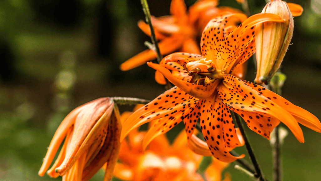 Tiger lilies cultural symbolism