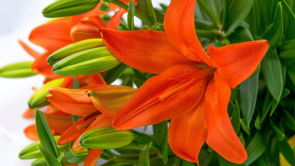 Tiger lilies symbolizing courage and resilience