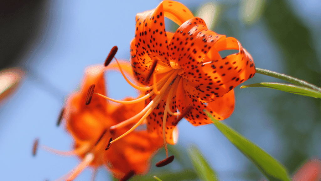 Tiger lilies thriving in their native Asian habitat