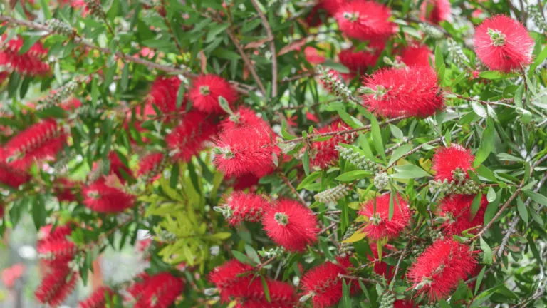 Discover the Beauty of Tree Callistemon Gardens 1 Tree Callistemon
