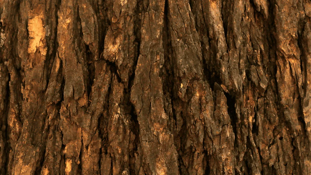 Tree callistemon's sculptural trunk and rough bark