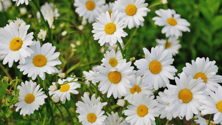 Types of Daisies