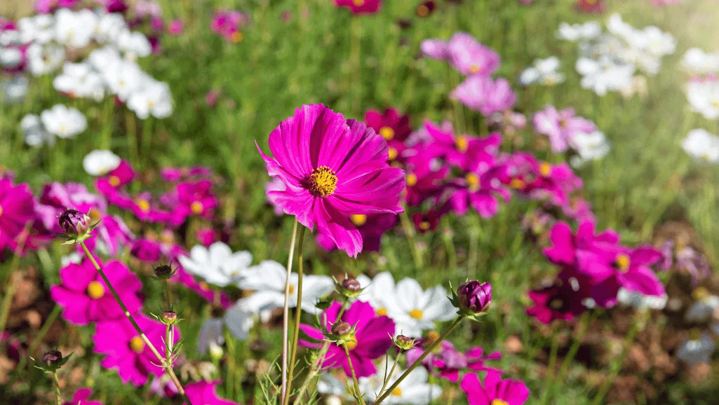 Unique daisies in a garden