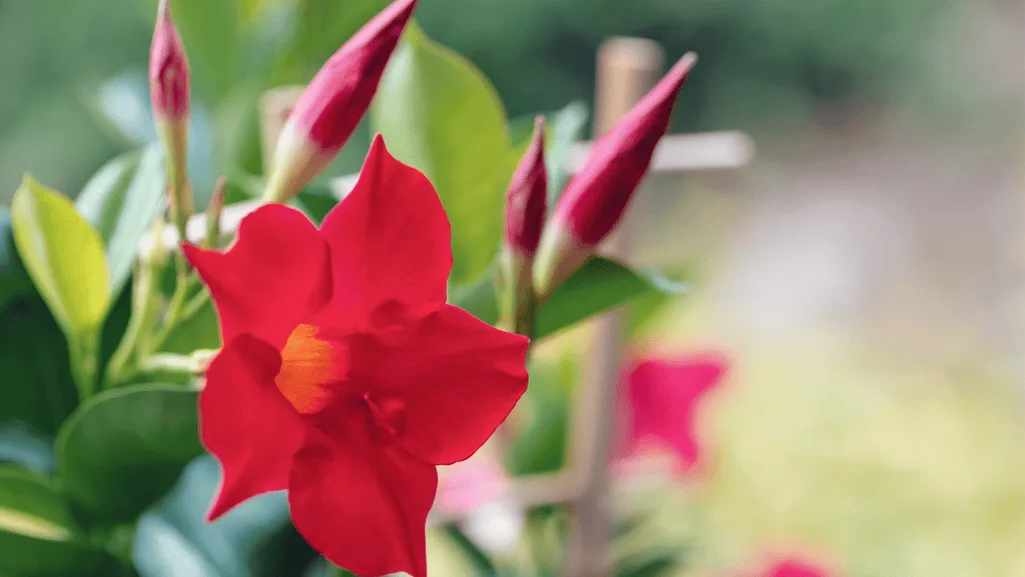 Vibrant Mandevilla flowers in a garden setting