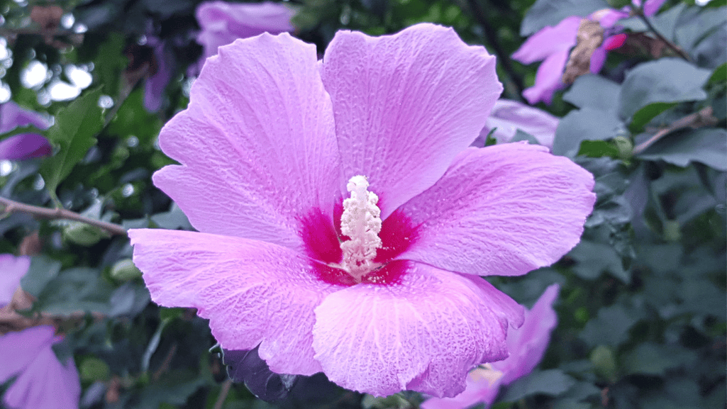 Vibrant colors of Rose of Sharon varieties