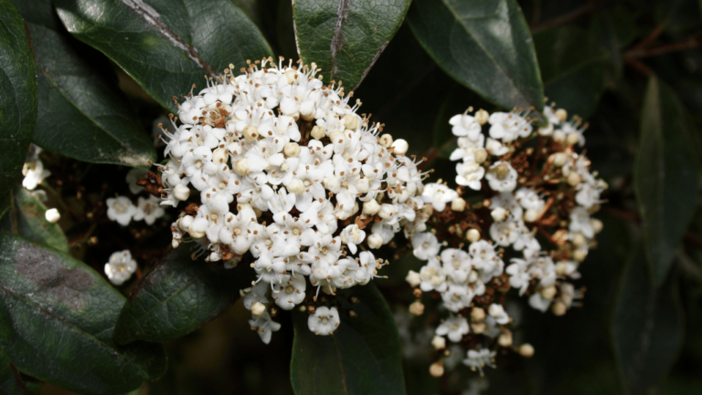 Viburnum tinus