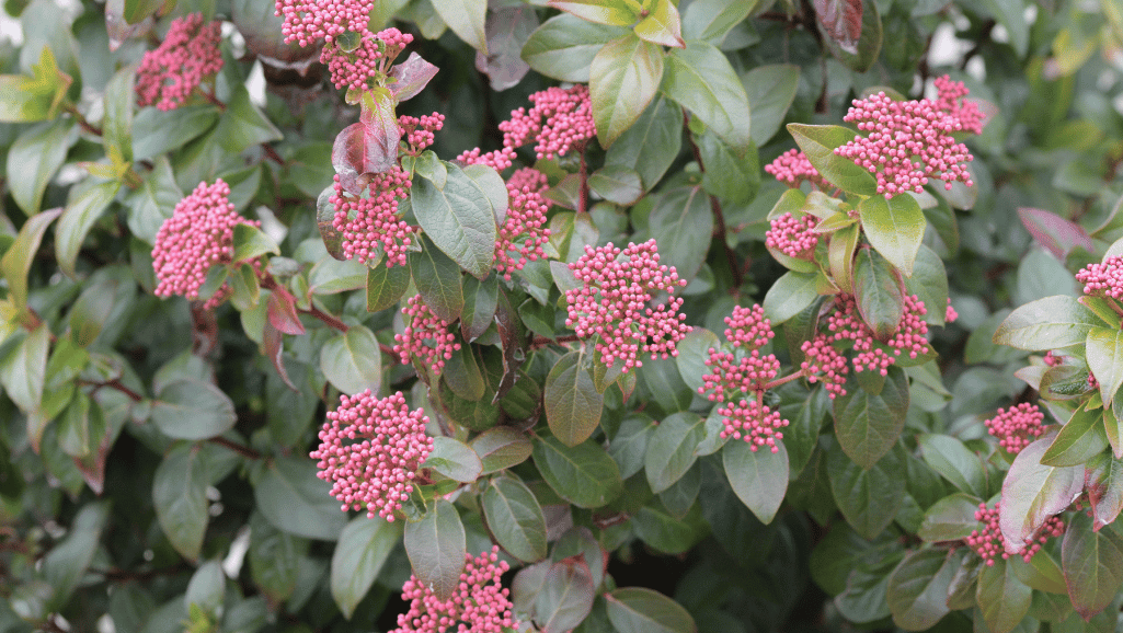 Viburnum tinus evergreen foliage