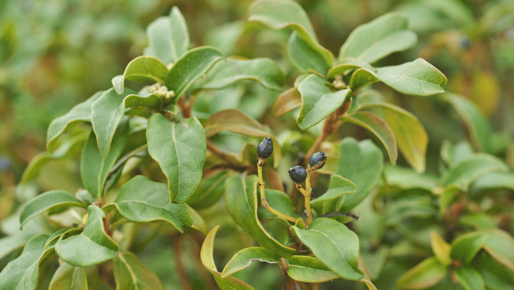 Viburnum tinus in landscape design