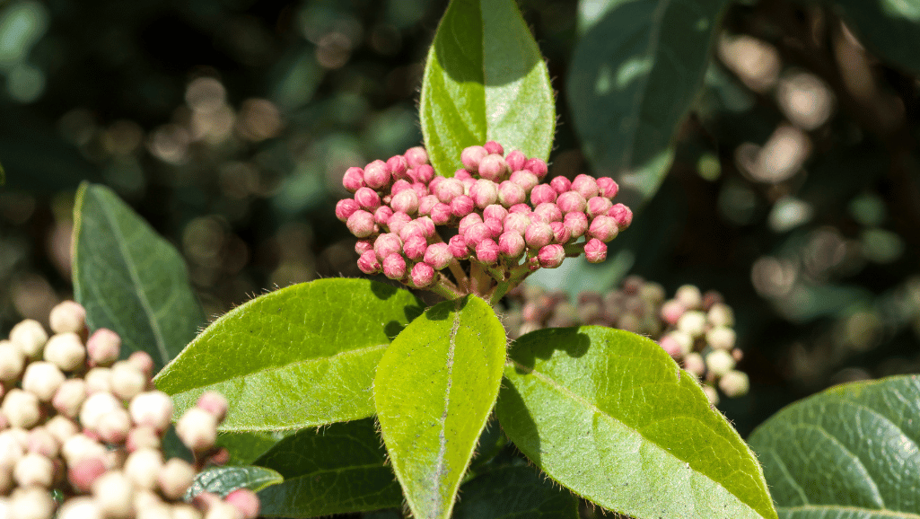 Viburnum tinus varieties