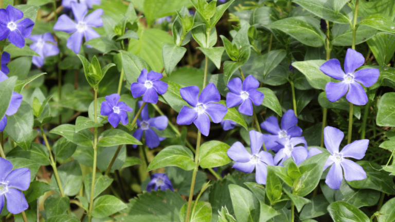 Vinca Minor