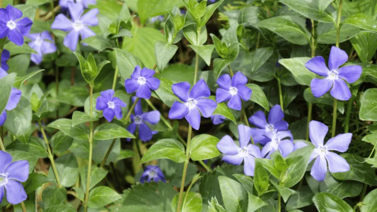Vinca Minor: Nature's Charming Ground Cover 1 Vinca Minor