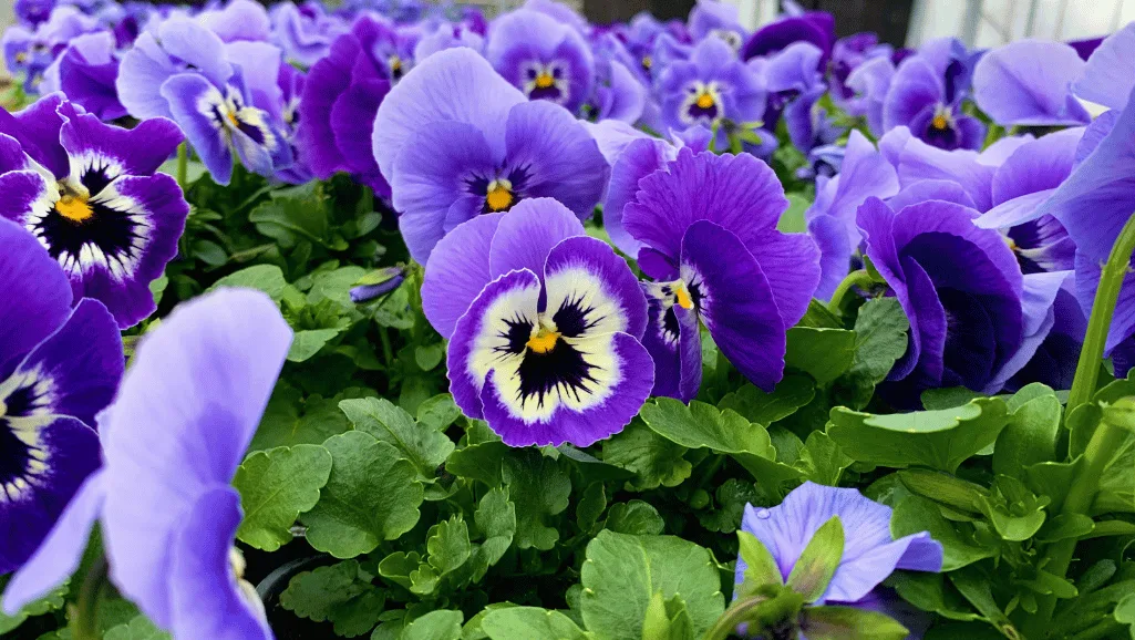 violet flower meaning