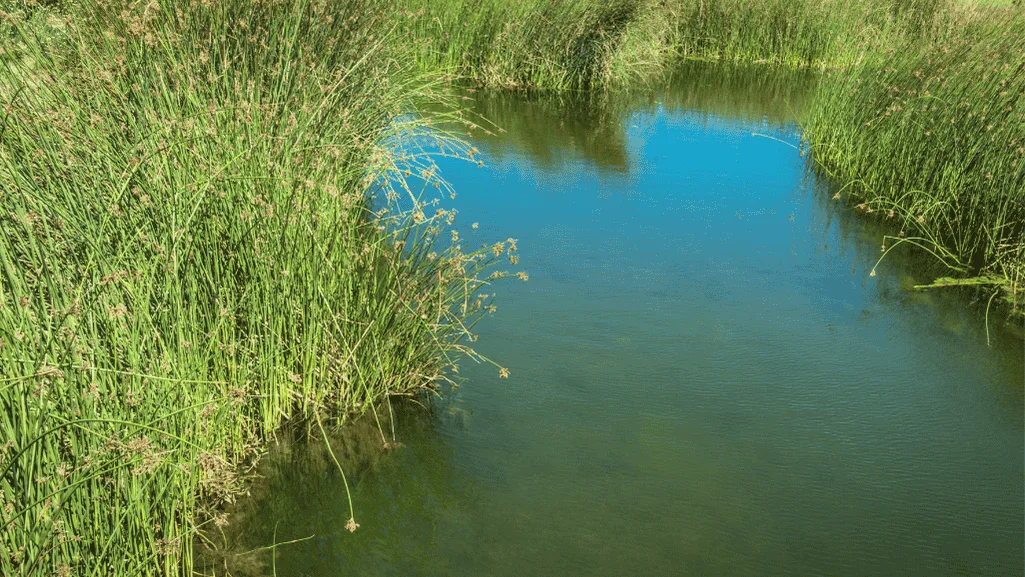 Wetland Restoration Efforts