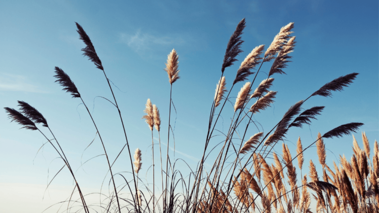 Wetland Reeds