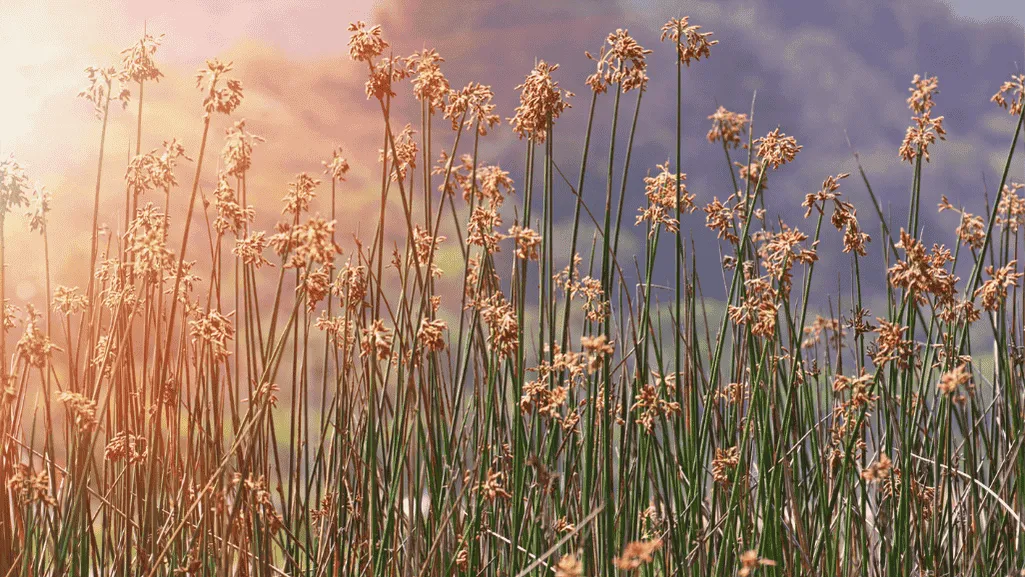 Wetland Conservation Efforts