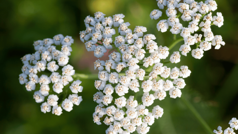 White Yarrow