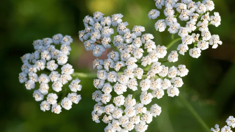 White Yarrow: Nature's Elegant Bloom for Your Garden 35 White Yarrow