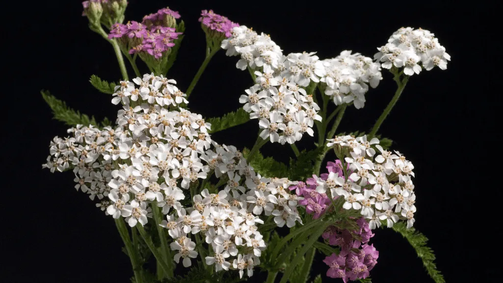 Yarrow attracting pollinators and beneficial insects in a garden