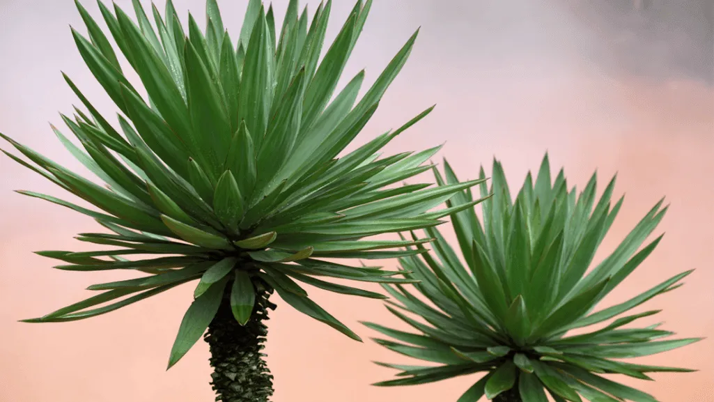 Yucca Rostrata Soil Requirements