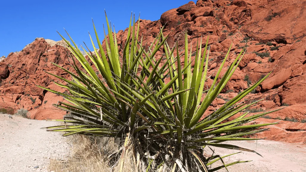 Yucca Rostrata in Landscaping