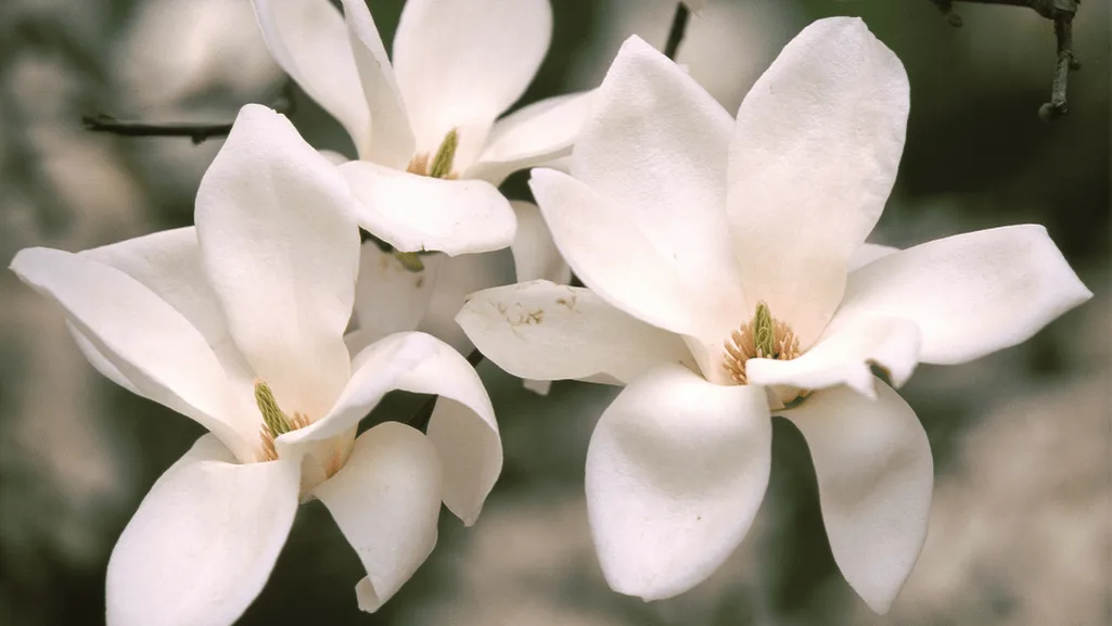 Yulan Magnolia and its therapeutic properties for stress-relief and respiratory issues