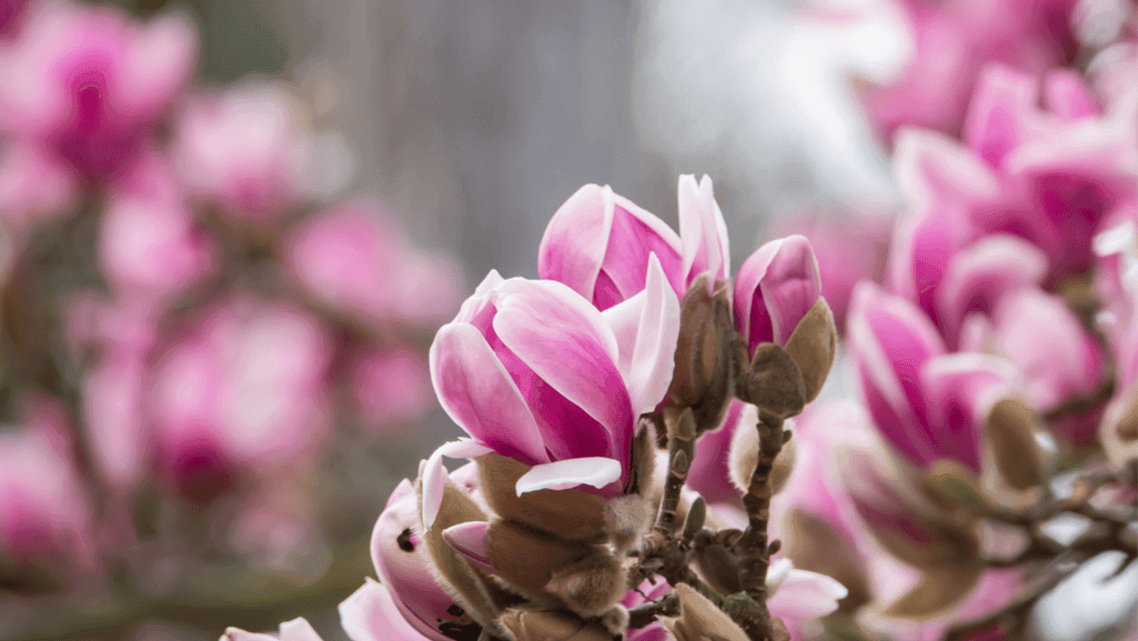 Yulan Magnolia attracting pollinators and birds