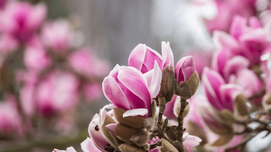 Yulan Magnolia attracting pollinators and birds