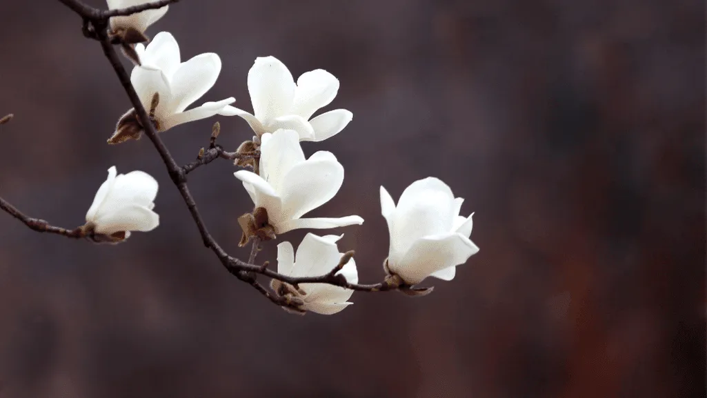 Yulan Magnolia in early spring
