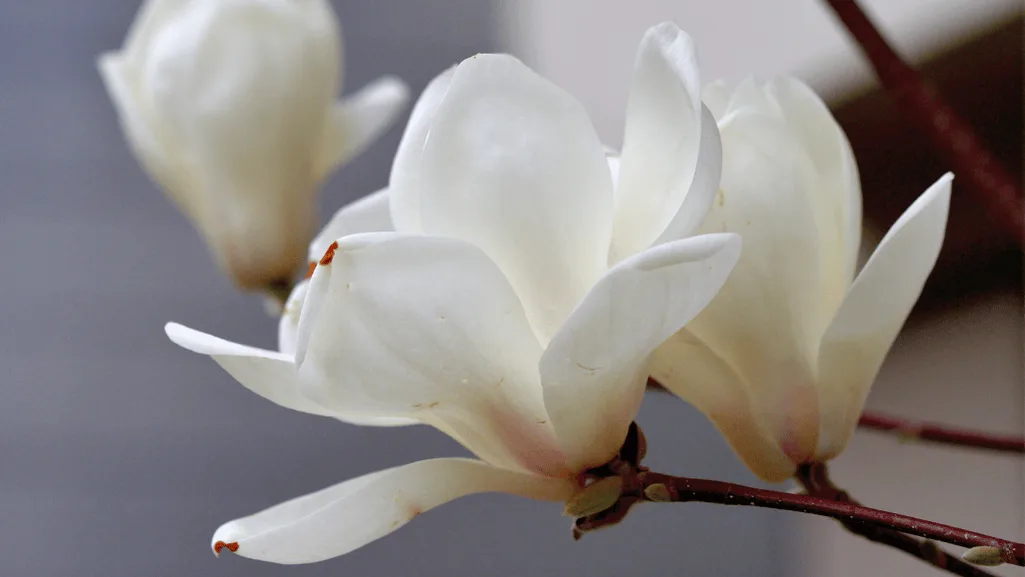 Yulan Magnolia's citrus-lemon scent