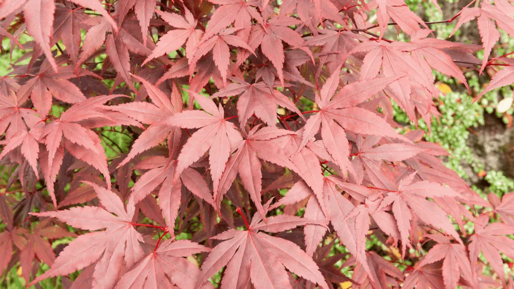 colorful foliage of Palmatum Maple