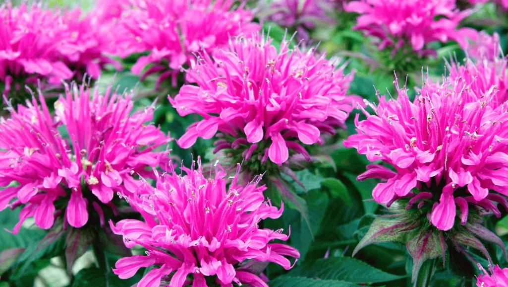essential practices for bee balm care