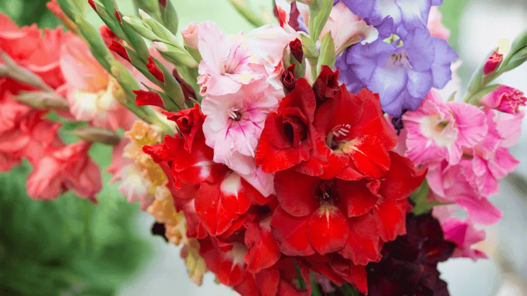 gladiolus flower colors