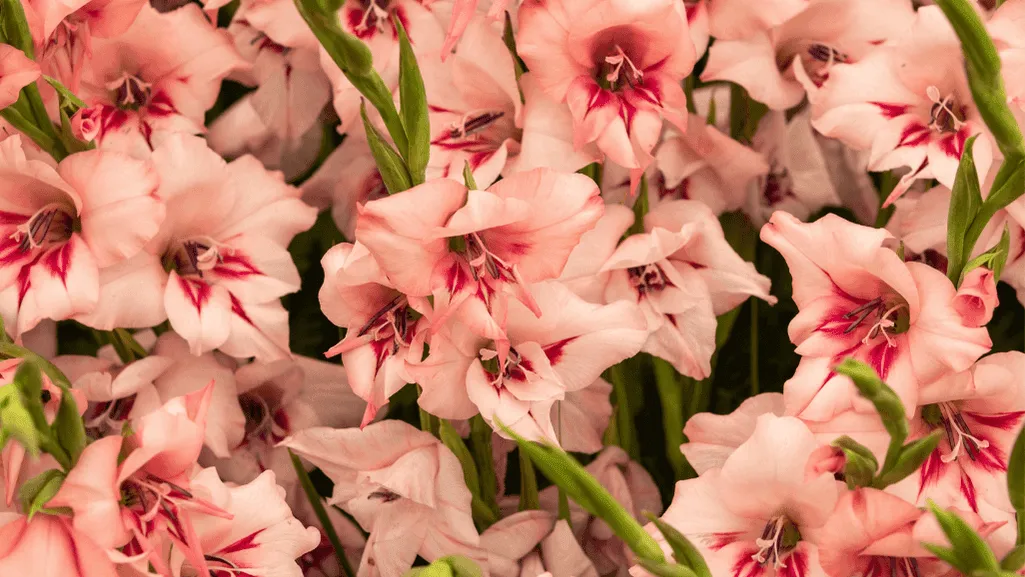 gladiolus planting guide