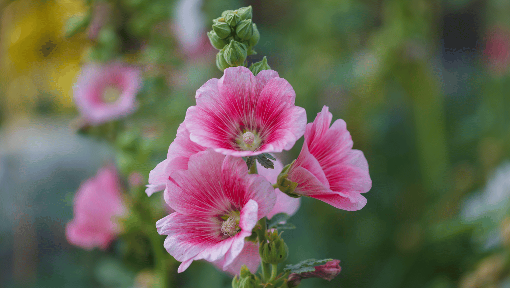 hollyhock gardening essentials