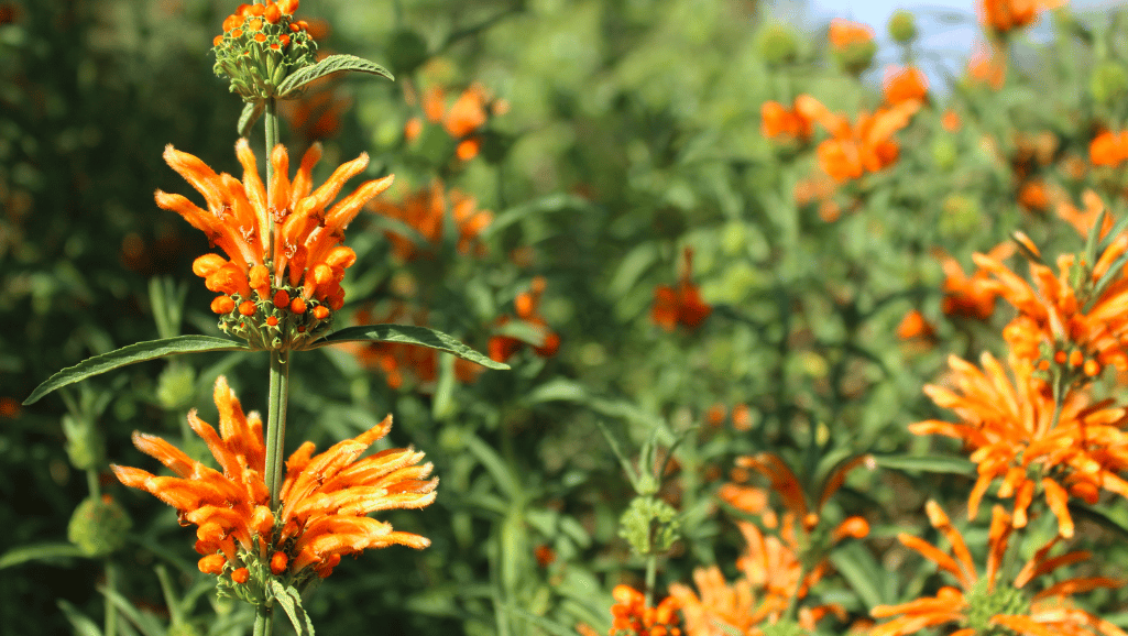 lion's tail flower